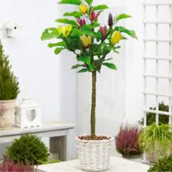 Many color Plumeria Plant